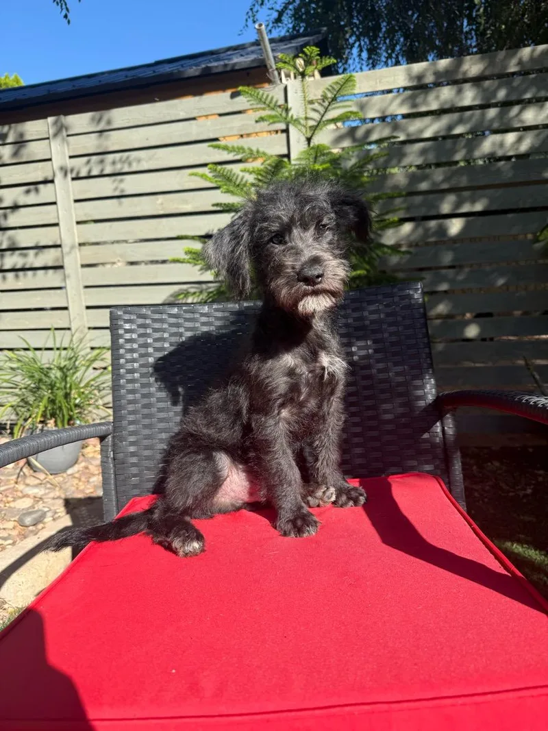 A young medium-sized male Black Labradoodle dog named Emilio for adoption in Temecula, CA