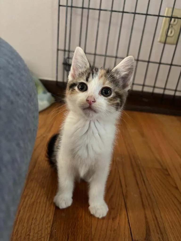A baby small-sized female Domestic Short Hair cat named Paloma for adoption in Rockford, IL