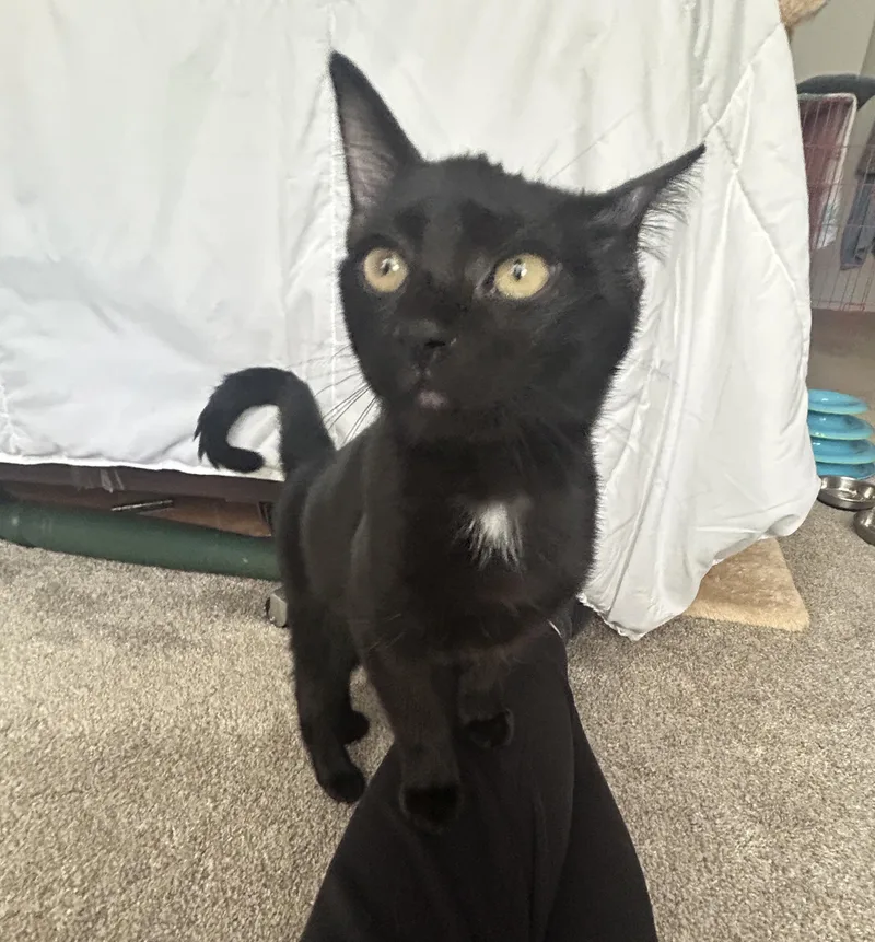 A baby medium-sized female Black Domestic Short Hair cat named Lyra and Lava Love for adoption in Fairfax, VA