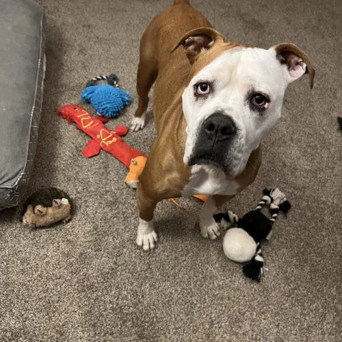 A senior medium-sized female Yellow / Tan / Blond / Fawn Boxer dog named Violet Beauregarde Lonestar for adoption in Rockaway, NJ