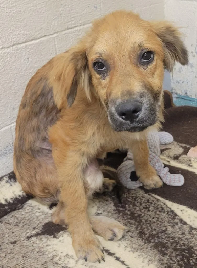 A baby medium-sized male Great Pyrenees dog named Juber for adoption in Seven Points, TX