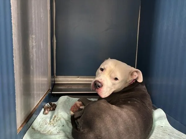 An adult large-sized male Mixed Breed dog named Winston for adoption in New York, NY