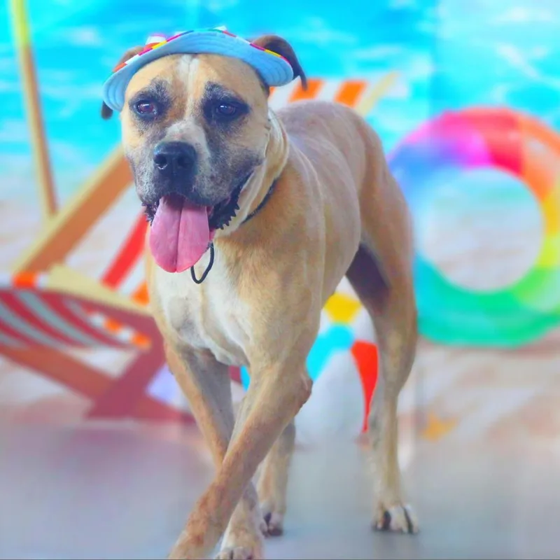 Ford Jum thumbnail 3