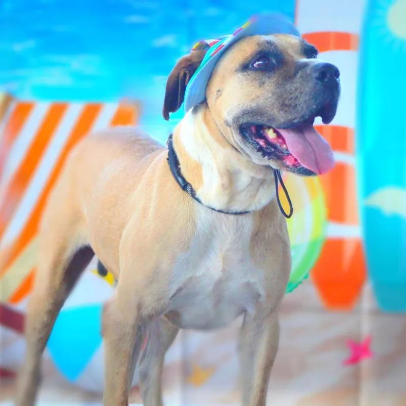 Ford Jum thumbnail 4