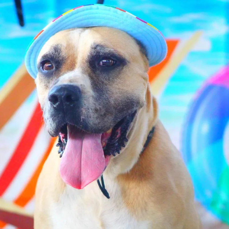 Ford Jum thumbnail 6