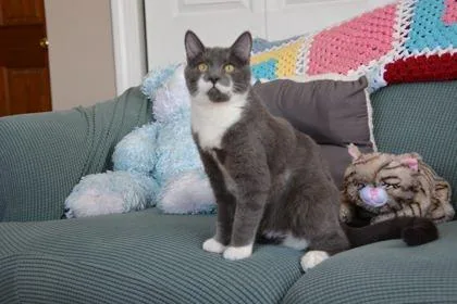 A young small-sized male Gray & White Domestic Short Hair cat named Ignotus for adoption in Annapolis, MD