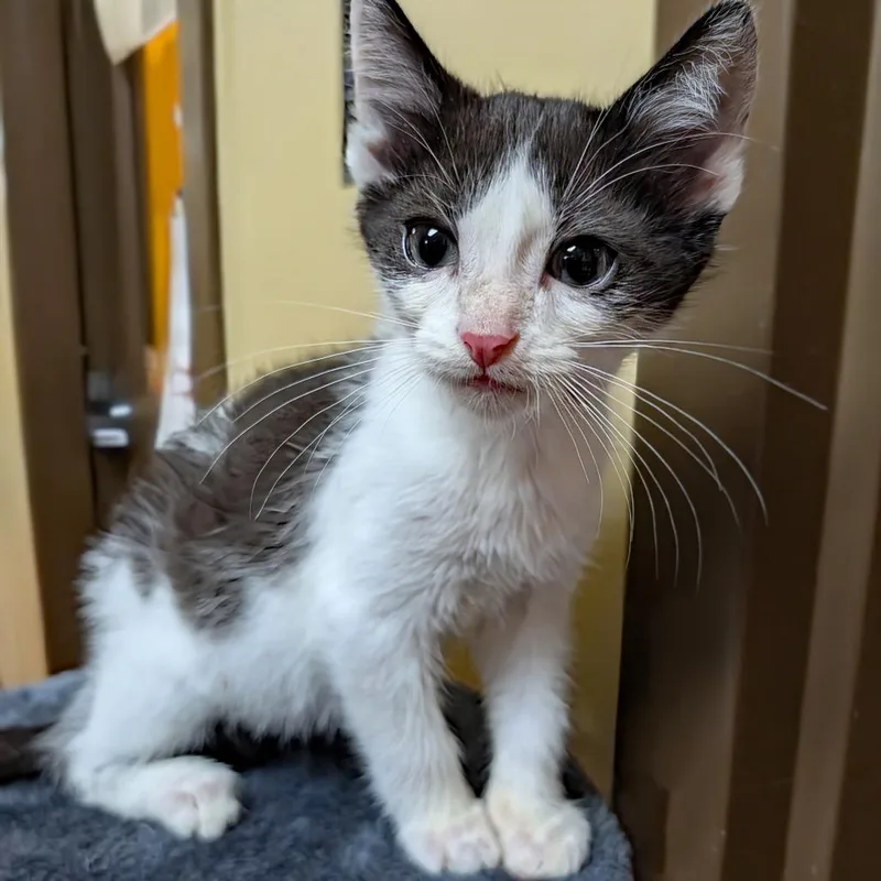 A baby small-sized male Black Domestic Short Hair cat named Nick Nack for adoption in New York, NY