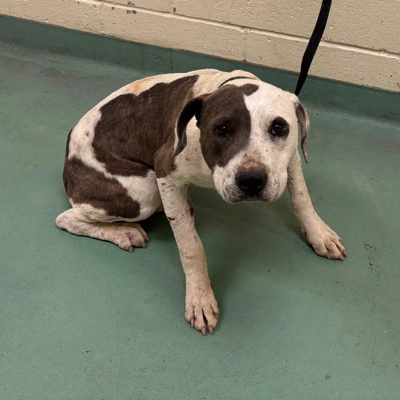 A young medium-sized male White / Cream Mixed Breed dog named Crane for adoption in Memphis, TN