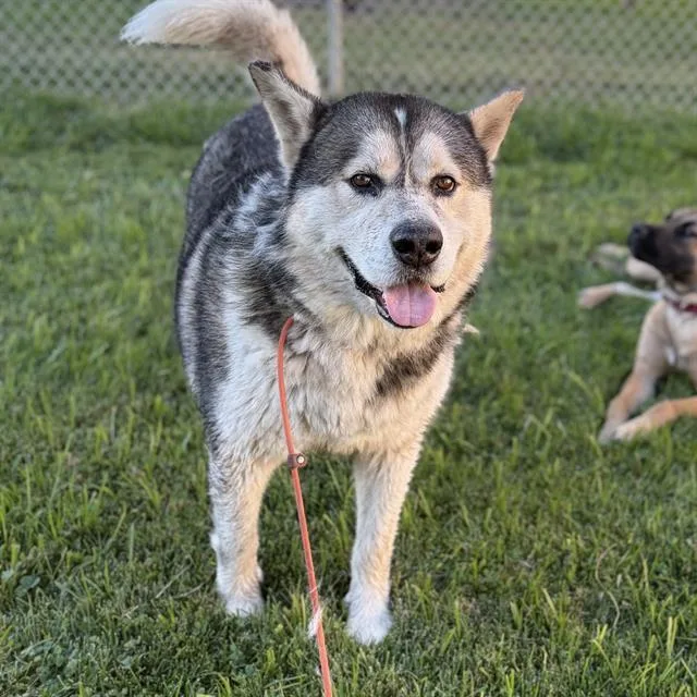 An adult extra large-sized male Alaskan Malamute dog named Humberto for adoption in Modesto, CA