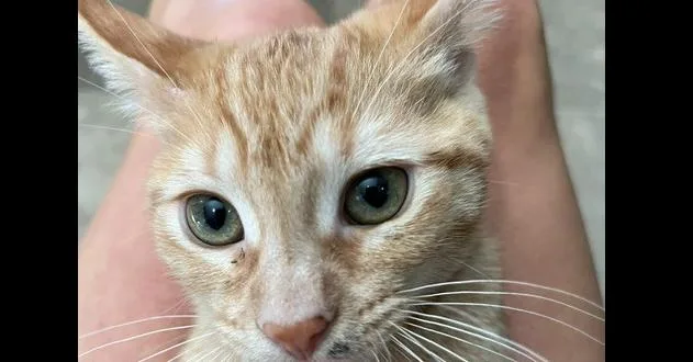 A baby small-sized female Tabby (Orange / Red) Domestic Short Hair cat named Adeline for adoption in Anoka, MN