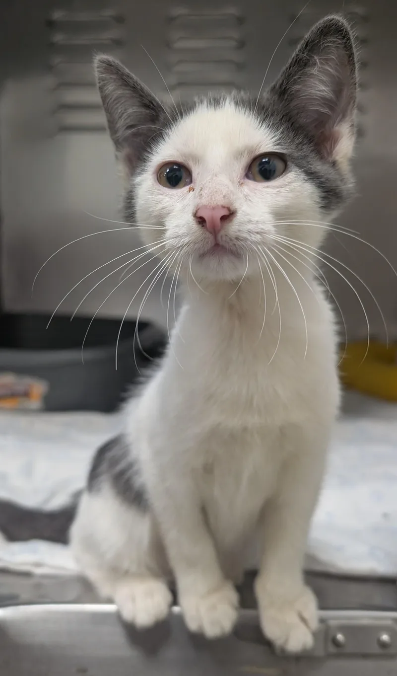A young small-sized female Domestic Short Hair cat named Amy for adoption in New Ulm, MN