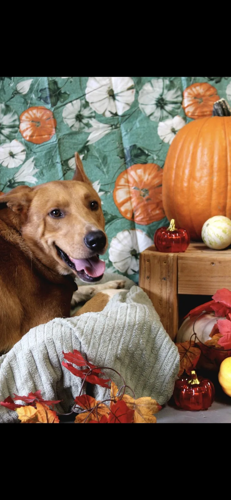 An adult medium-sized male Collie dog named Brownie Boy for adoption in Berea, KY