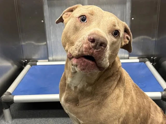 An adult large-sized female Mixed Breed dog named Elfaba for adoption in Dallas, TX