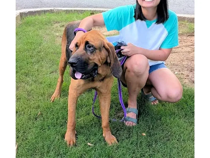 A young large-sized male Bloodhound dog named Mr. Bubba for adoption in Leawood, KS