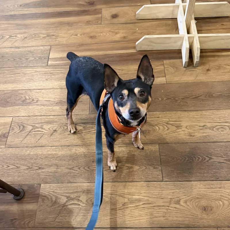 An adult small-sized male Black Chihuahua dog named Tictac for adoption in Boulder, CO