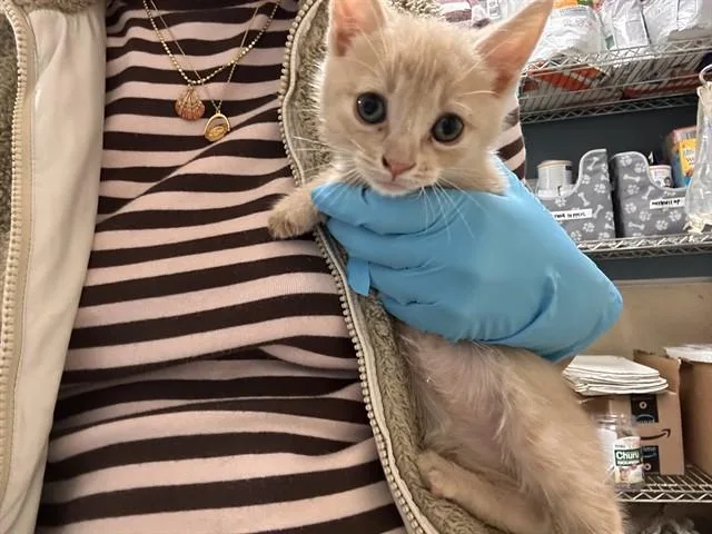 A baby small-sized female Domestic Short Hair cat named A for adoption in Riverside, CA