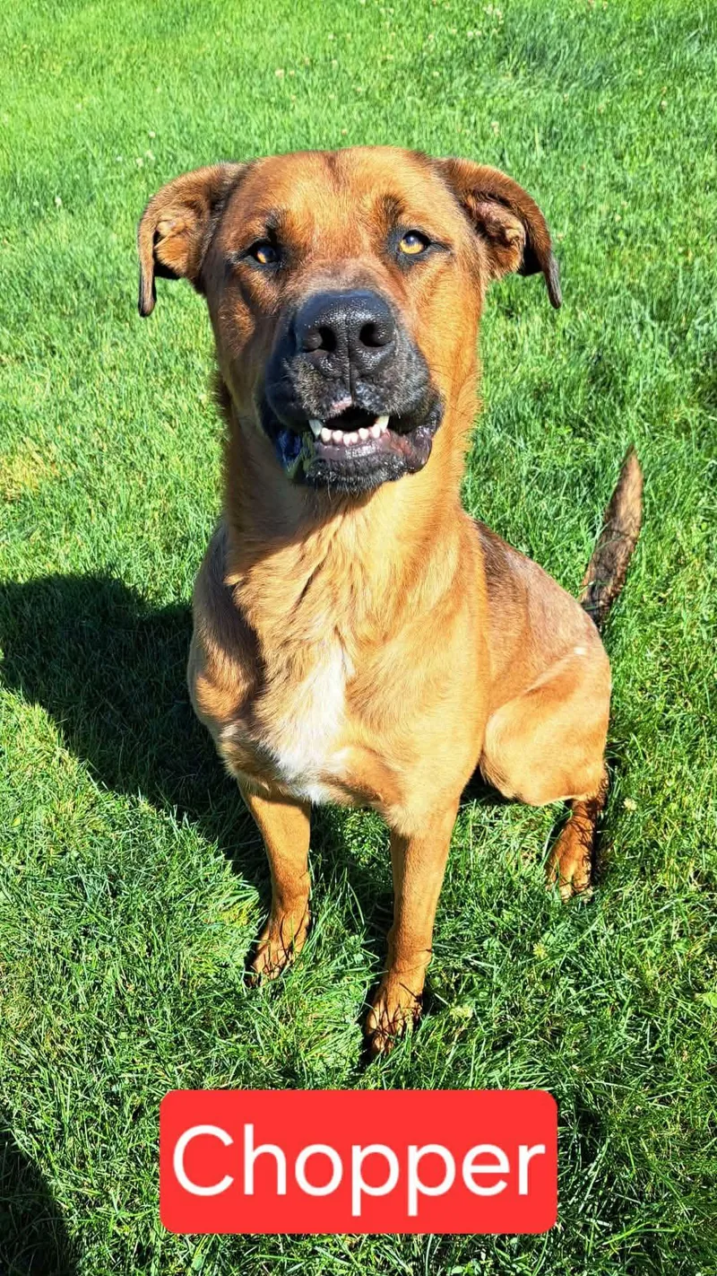 A young large-sized male Red / Chestnut / Orange Shepherd dog named Chopper for adoption in Morocco, IN