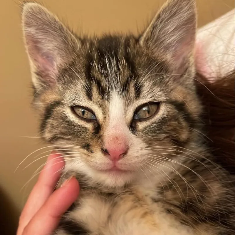 A baby small-sized female Brown / Chocolate Domestic Medium Hair cat named Sugar for adoption in LYLE, MN
