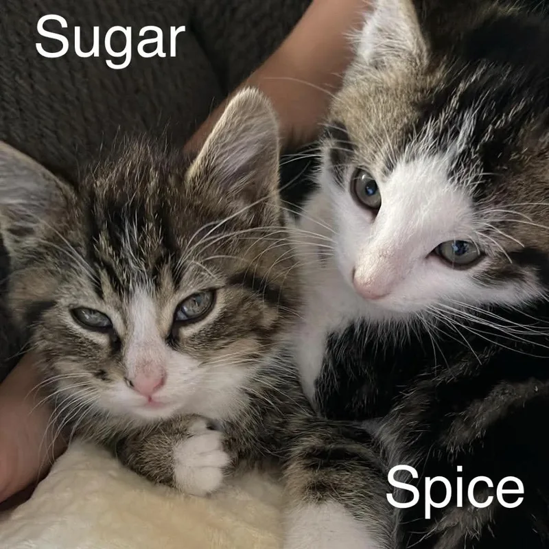 Sugar thumbnail 2