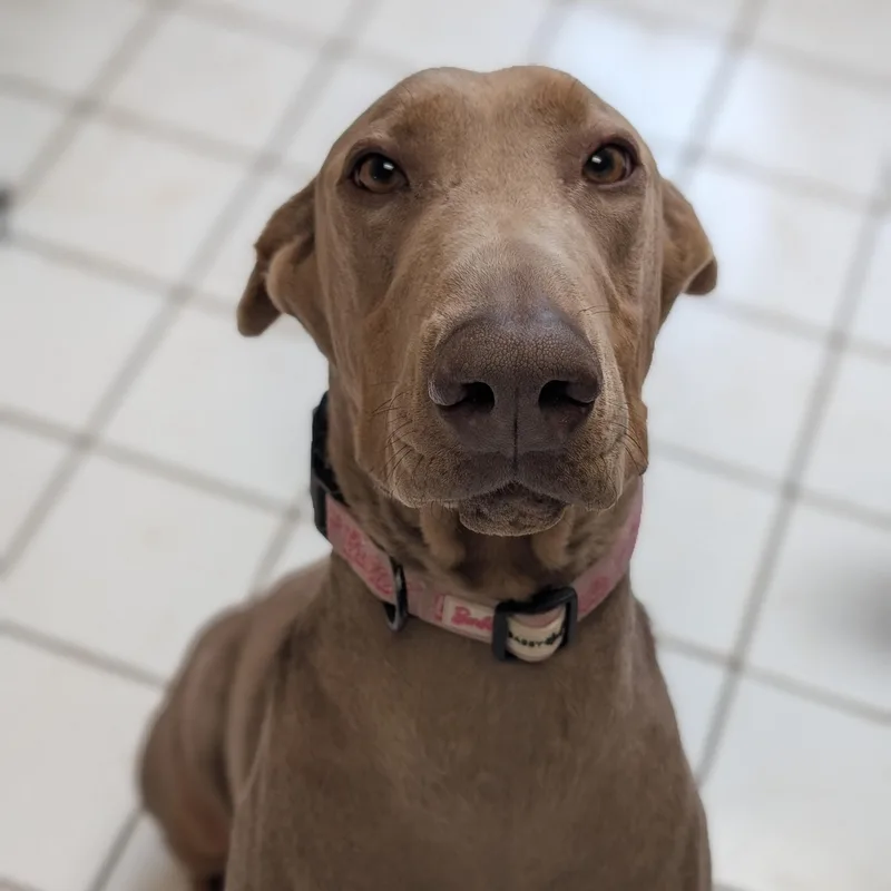 An adult large-sized male Yellow / Tan / Blond / Fawn Doberman Pinscher dog named Kaiju for adoption in Mountain Center, CA