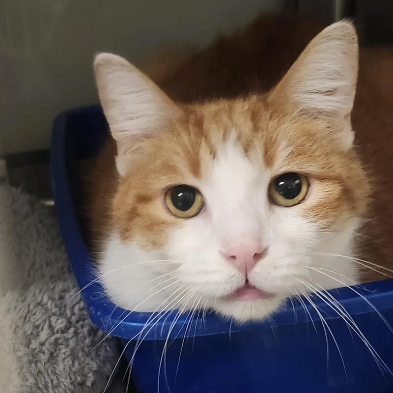 A senior large-sized male Orange / Red Domestic Short Hair cat named Aris for adoption in Columbia Station, OH