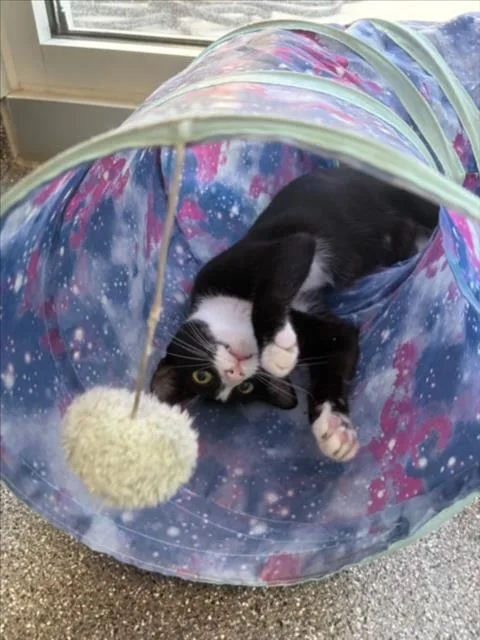 A young large-sized female Domestic Short Hair cat named Lucy for adoption in Los Angeles, CA