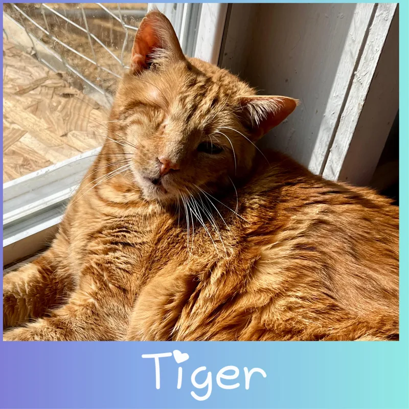 An adult medium-sized male Tabby (Orange / Red) Domestic Short Hair cat named Tiger for adoption in Winchester, VA