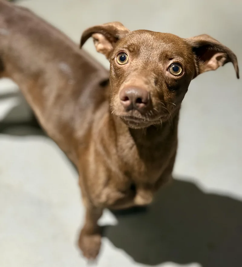 A young small-sized male Brown / Chocolate Dachshund dog named Wesson for adoption in Proctorville, OH