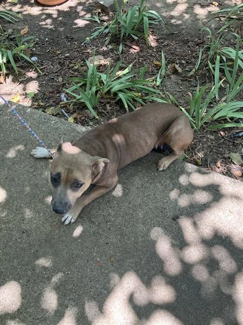 An adult medium-sized female Mixed Breed dog named Lil Mony for adoption in Dallas, TX