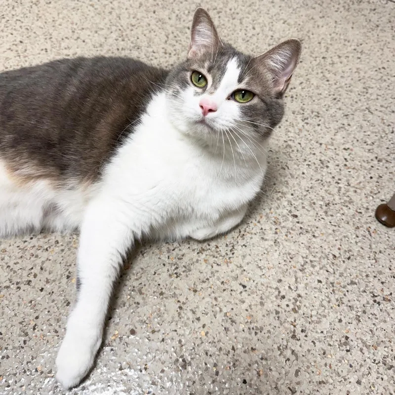 An adult medium-sized female Tabby (Buff / Tan / Fawn) Domestic Short Hair cat named Peach  She Really for adoption in Oshkosh, WI