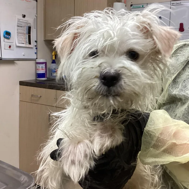A young small-sized male Maltese dog named Mr Peabody for adoption in Lakeland, FL