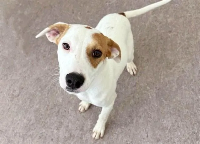 A young medium-sized female Terrier dog named Rally for adoption in Saint Louis, MO
