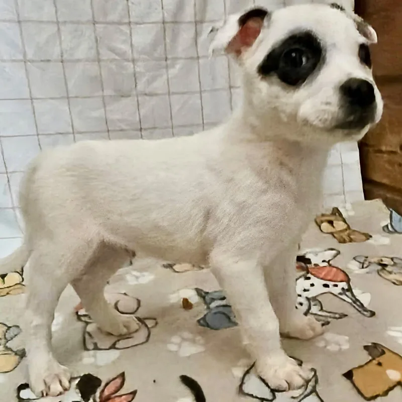 A baby medium-sized male White / Cream American Staffordshire Terrier dog named Sam for adoption in Houston, TX