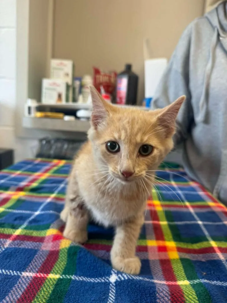 Cheeto