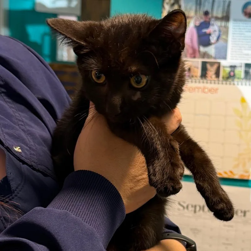 A baby small-sized male Black Domestic Short Hair cat named Cosmo for adoption in Jefferson city, TN