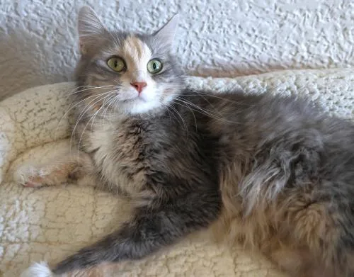 An adult medium-sized female Domestic Long Hair cat named Evie for adoption in Thief River Falls, MN