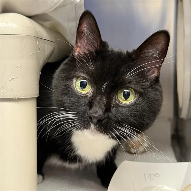 An adult medium-sized female Domestic Short Hair cat named Cindy Lou for adoption in Las Vegas, NV