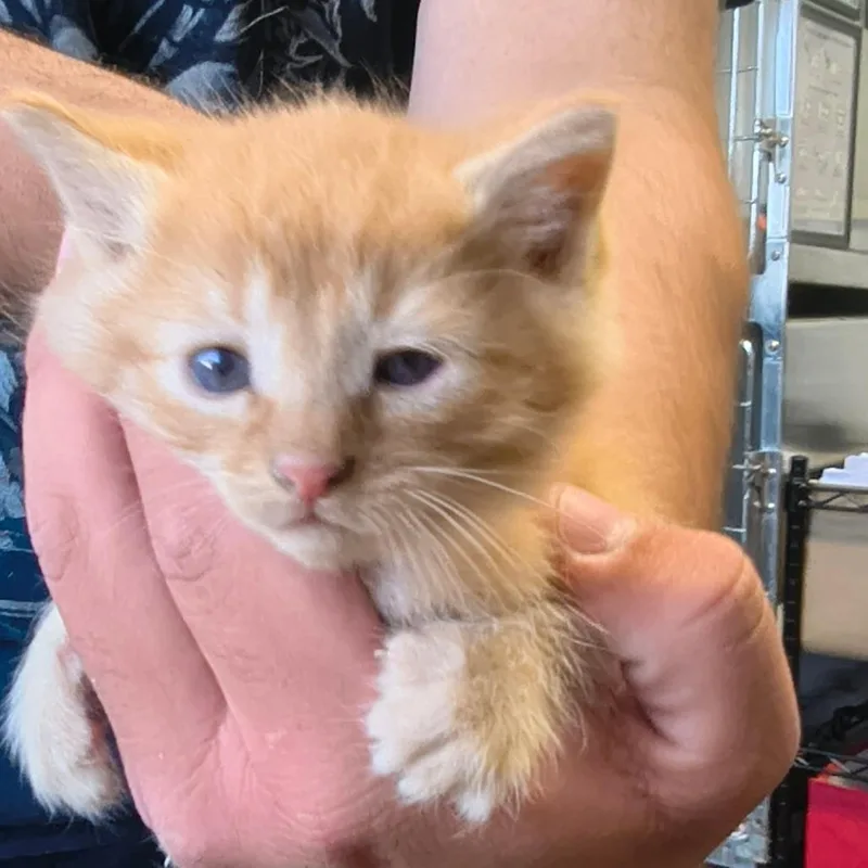 A baby small-sized male Buff / Tan / Fawn Domestic Short Hair cat named Ricky for adoption in Othello, WA