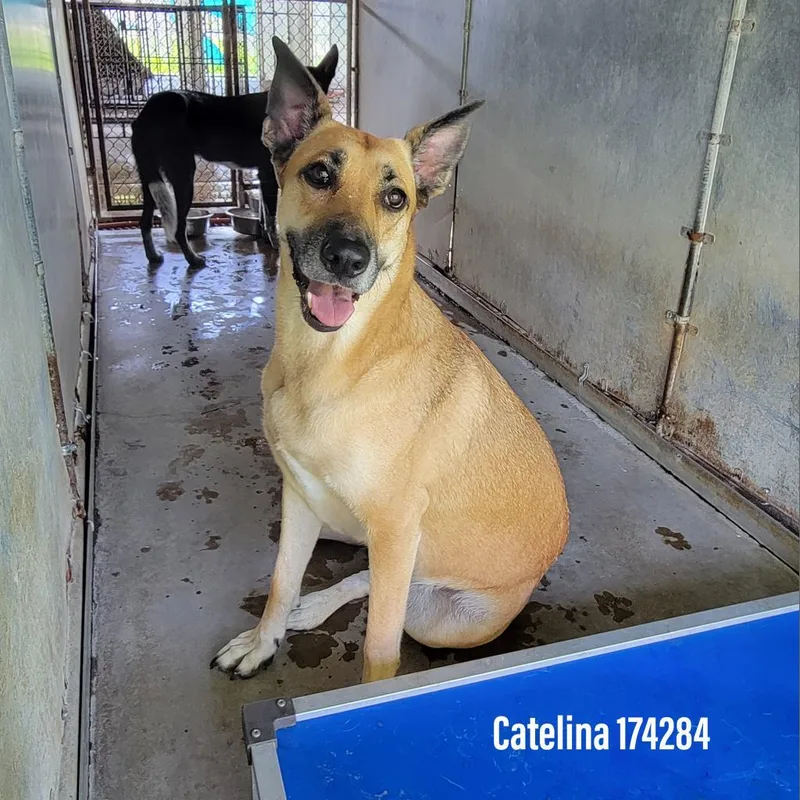 Catelina