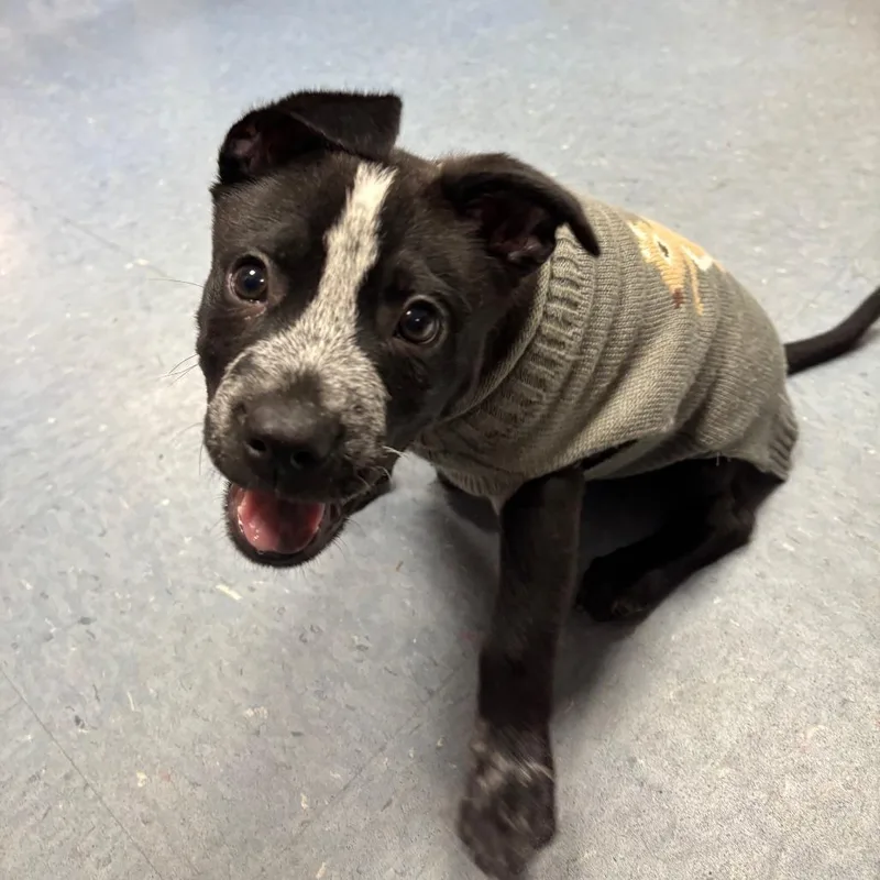 A baby small-sized male Black Mixed Breed dog named Jasper for adoption in Gainesville, FL