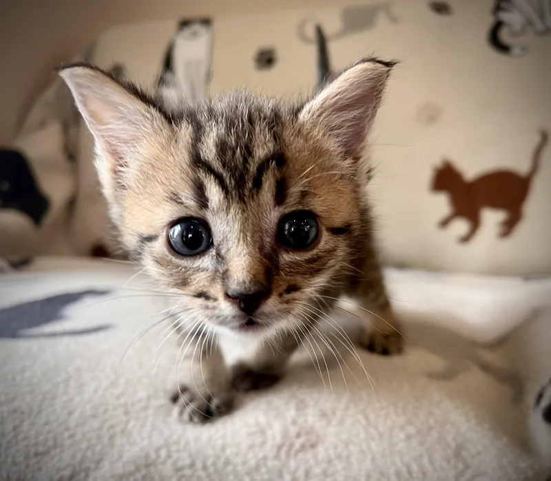 A baby small-sized male Domestic Short Hair cat named Oates for adoption in Hershey, PA