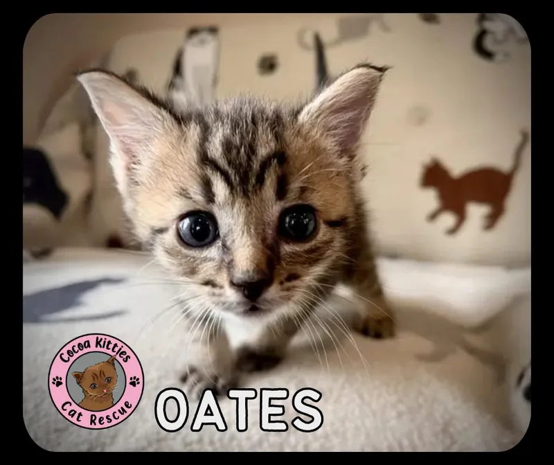 Oates thumbnail 3