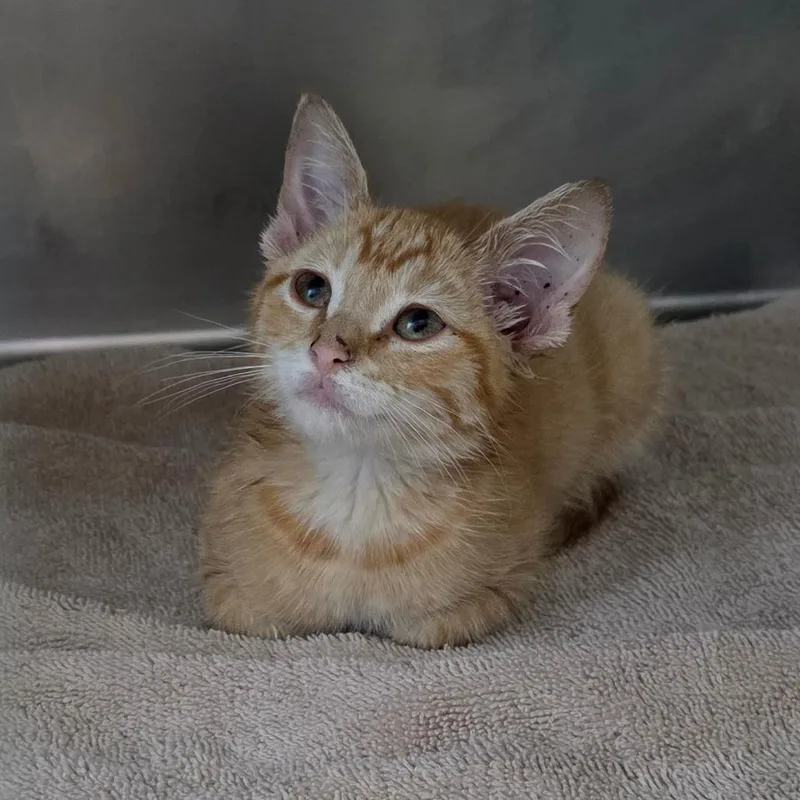 A baby small-sized female Orange / Red Domestic Short Hair cat named Fanta for adoption in Council Bluffs, IA