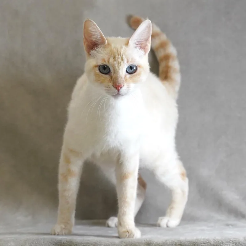 A young medium-sized female Domestic Short Hair cat named Ravioli for adoption in Sunnyvale, CA