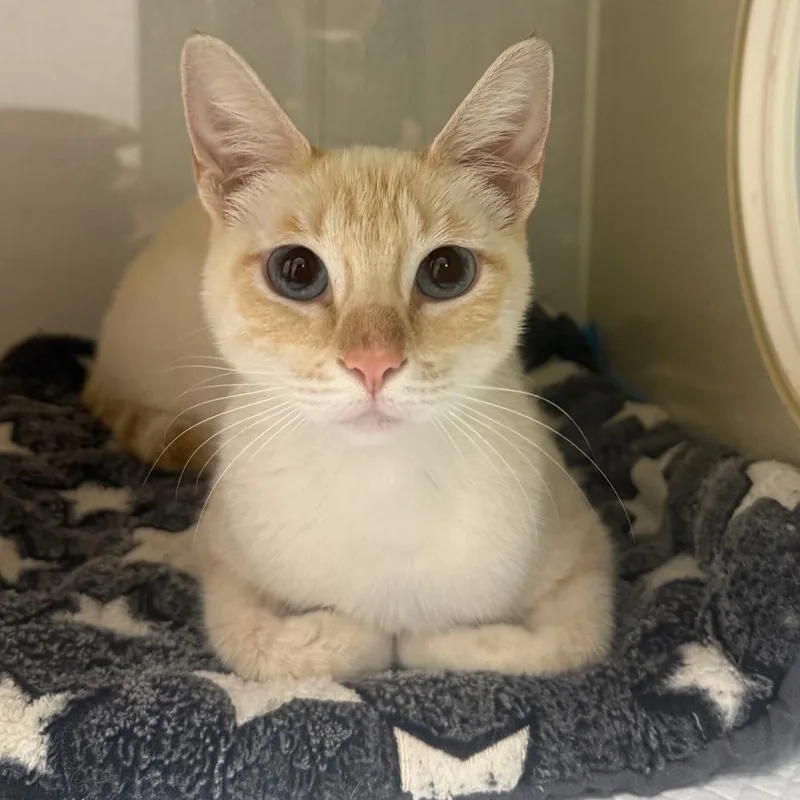 Ravioli thumbnail 2