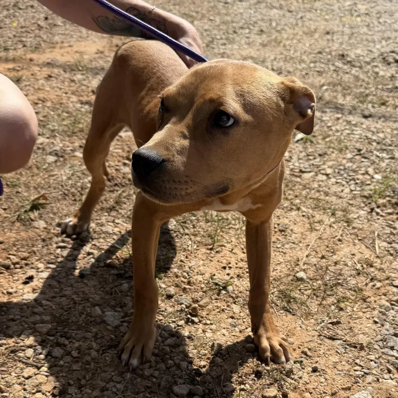 Brittney thumbnail 2