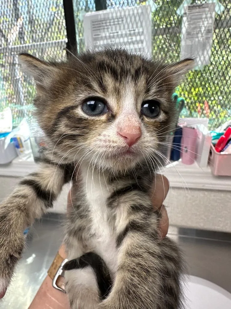 A baby medium-sized female Domestic Short Hair cat named Sporty Spice for adoption in Pomona, NY
