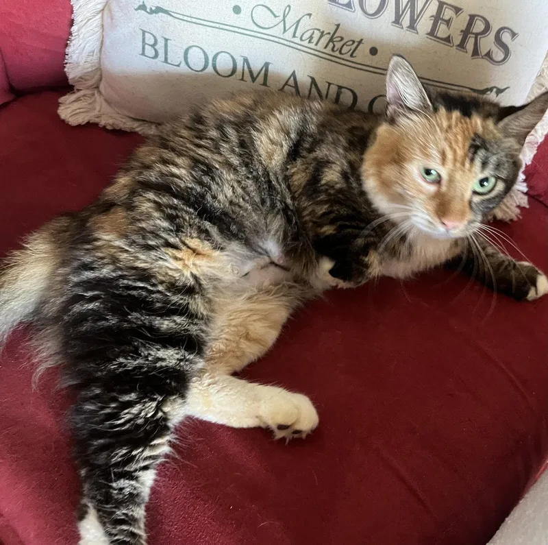An adult medium-sized female Domestic Medium Hair cat named Verity for adoption in Oviedo, FL