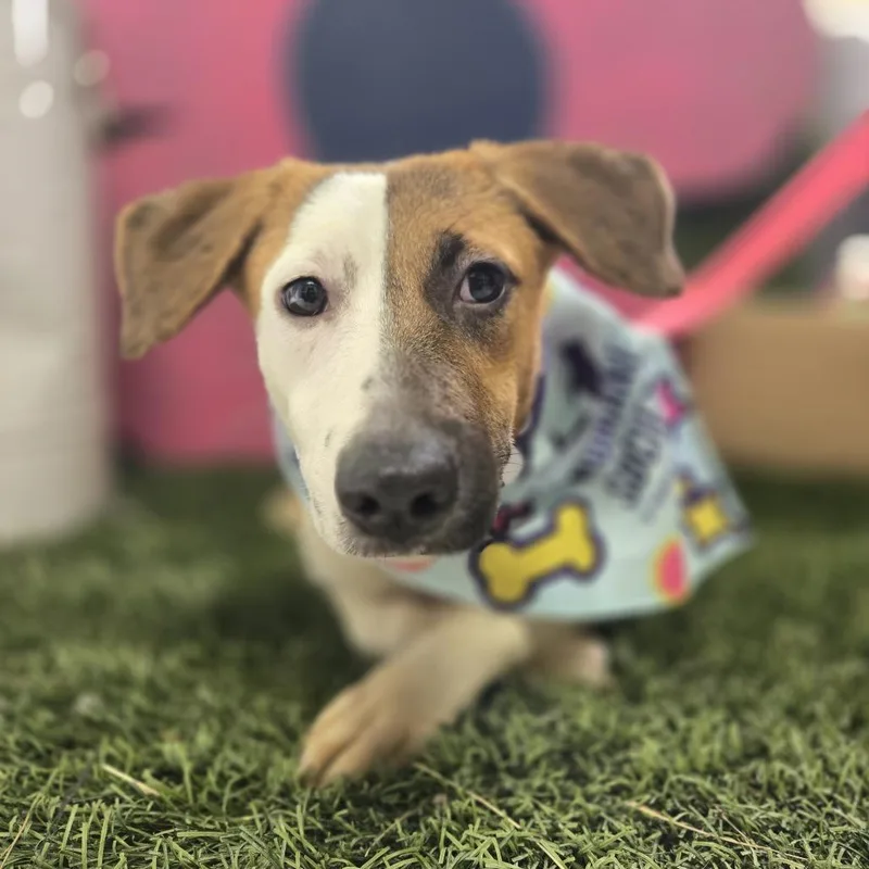 Nucita C thumbnail 2