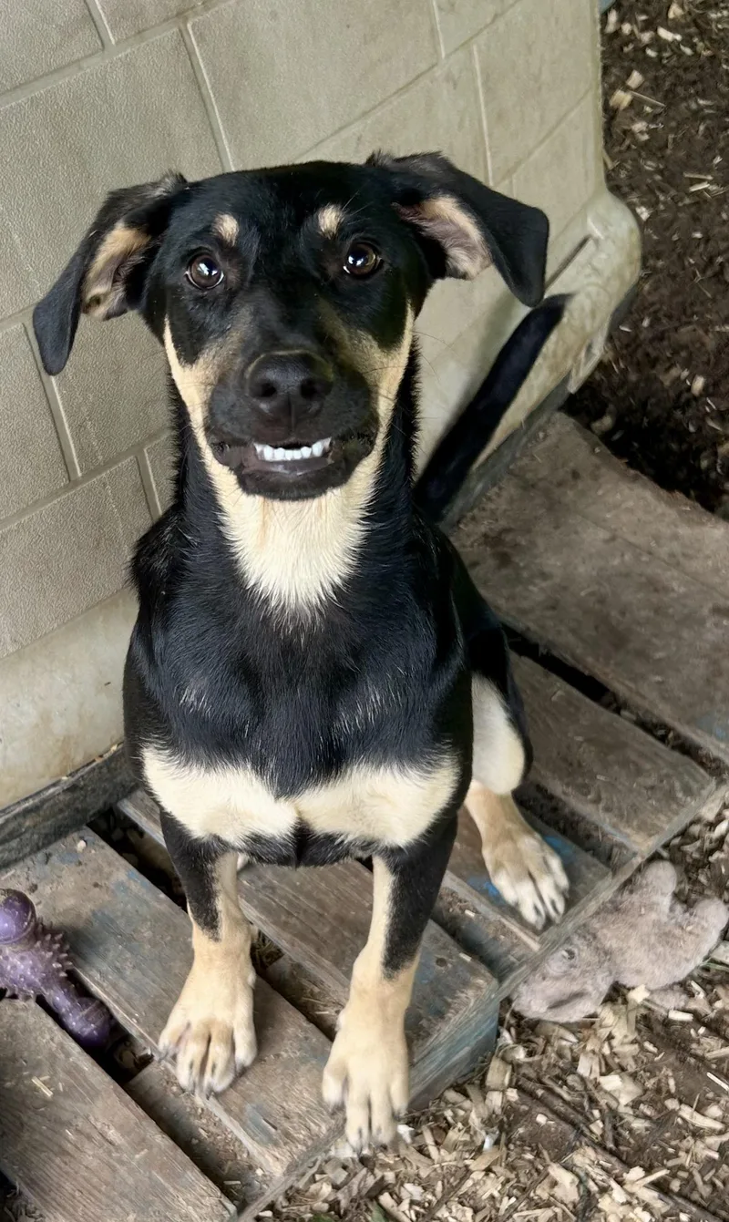 A baby large-sized female Labrador Retriever dog named Kuna for adoption in Toms River, NJ